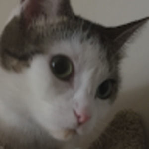 Meet your Posher, William